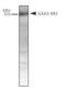 Gamma-Aminobutyric Acid Type B Receptor Subunit 2 antibody, PA1-46247, Invitrogen Antibodies, Western Blot image 