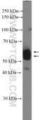 Glutamyl-TRNA Synthetase 2, Mitochondrial antibody, 17539-1-AP, Proteintech Group, Western Blot image 