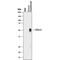 Cytotoxic T-Lymphocyte Associated Protein 4 antibody, AF-386-PB, R&D Systems, Western Blot image 