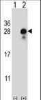 Delta Like Non-Canonical Notch Ligand 2 antibody, LS-C167438, Lifespan Biosciences, Western Blot image 