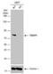 Putative endoplasmin-like protein antibody, NBP1-32097, Novus Biologicals, Western Blot image 