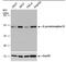 G Protein Subunit Alpha 13 antibody, PA5-78338, Invitrogen Antibodies, Western Blot image 