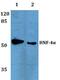 Hepatocyte Nuclear Factor 4 Alpha antibody, A00389, Boster Biological Technology, Western Blot image 