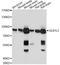 Galactosidase Beta 1 Like 3 antibody, A14953, ABclonal Technology, Western Blot image 