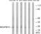 NADH:Ubiquinone Oxidoreductase Subunit B10 antibody, LS-C120119, Lifespan Biosciences, Western Blot image 