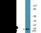 BCL2 Interacting Killer antibody, EKC1971, Boster Biological Technology, Western Blot image 