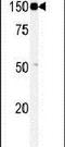 TAO Kinase 1 antibody, PA5-13851, Invitrogen Antibodies, Western Blot image 