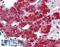 T-box transcription factor TBX20 antibody, LS-B3976, Lifespan Biosciences, Immunohistochemistry paraffin image 