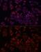 ADP Ribosylation Factor 5 antibody, GTX64788, GeneTex, Immunocytochemistry image 