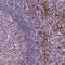 Transmembrane Protein 184A antibody, NBP2-49656, Novus Biologicals, Immunohistochemistry frozen image 