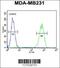 Glycoprotein A33 antibody, 63-689, ProSci, Immunofluorescence image 