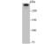Huntingtin antibody, NBP2-75531, Novus Biologicals, Western Blot image 