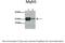 Myogenic Factor 5 antibody, 27-503, ProSci, Enzyme Linked Immunosorbent Assay image 