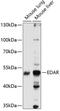 Ectodysplasin A Receptor antibody, 15-374, ProSci, Western Blot image 