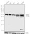 Oligodendrocyte Myelin Glycoprotein antibody, 720194, Invitrogen Antibodies, Western Blot image 