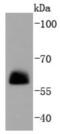 Paxillin antibody, NBP2-67427, Novus Biologicals, Western Blot image 