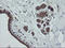 Trafficking Protein Particle Complex 4 antibody, LS-C174424, Lifespan Biosciences, Immunohistochemistry paraffin image 