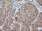 Interleukin 36 Gamma antibody, LS-C174631, Lifespan Biosciences, Immunohistochemistry paraffin image 