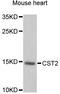 Cystatin SA antibody, STJ28654, St John