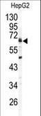 G4S antibody, LS-C100667, Lifespan Biosciences, Western Blot image 