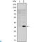 POU Class 2 Homeobox 1 antibody, LS-C812727, Lifespan Biosciences, Flow Cytometry image 