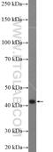 Sphingosine Kinase 1 antibody, 10670-1-AP, Proteintech Group, Western Blot image 