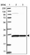 GTP cyclohydrolase 1 antibody, NBP1-84949, Novus Biologicals, Western Blot image 