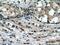 Sequestosome 1 antibody, 55274-1-AP, Proteintech Group, Immunohistochemistry frozen image 