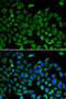 Cell Division Cycle 45 antibody, 16-386, ProSci, Immunofluorescence image 