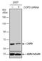 Coatomer subunit delta antibody, NBP2-43773, Novus Biologicals, Western Blot image 