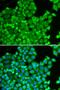LAS1 Like, Ribosome Biogenesis Factor antibody, orb324568, Biorbyt, Immunofluorescence image 