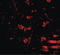 Regulator Of Calcineurin 2 antibody, LS-B4820, Lifespan Biosciences, Immunofluorescence image 