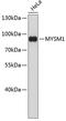 Histone H2A deubiquitinase MYSM1 antibody, 18-609, ProSci, Western Blot image 