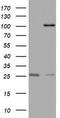 MYCBP Associated And Testis Expressed 1 antibody, TA802361AM, Origene, Western Blot image 
