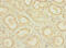 Cilia And Flagella Associated Protein 100 antibody, A64978-100, Epigentek, Immunohistochemistry paraffin image 