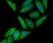 Annexin A4 antibody, NBP2-76976, Novus Biologicals, Immunofluorescence image 