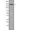 Protein Tyrosine Phosphatase Receptor Type B antibody, abx218060, Abbexa, Western Blot image 