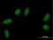 Transcription Elongation Factor A N-Terminal And Central Domain Containing 2 antibody, H00127428-B01P, Novus Biologicals, Immunofluorescence image 