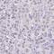 Actin Related Protein T3 antibody, HPA035818, Atlas Antibodies, Immunohistochemistry frozen image 
