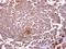 Glycophorin A (MNS Blood Group) antibody, GTX100300, GeneTex, Immunohistochemistry paraffin image 