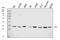 Tyrosine 3-Monooxygenase/Tryptophan 5-Monooxygenase Activation Protein Epsilon antibody, M01687-2, Boster Biological Technology, Western Blot image 