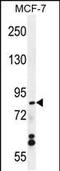 WD Repeat Domain 27 antibody, PA5-35073, Invitrogen Antibodies, Western Blot image 
