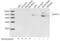 Discs Large MAGUK Scaffold Protein 3 antibody, orb360759, Biorbyt, Western Blot image 