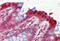 15-Hydroxyprostaglandin Dehydrogenase antibody, MBS242304, MyBioSource, Immunohistochemistry frozen image 