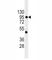 Cadherin 1 antibody, F44156-0.4ML, NSJ Bioreagents, Western Blot image 