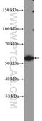 NGFI-A Binding Protein 1 antibody, 18541-1-AP, Proteintech Group, Western Blot image 