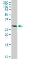 Aquaporin 8 antibody, LS-B4282, Lifespan Biosciences, Western Blot image 
