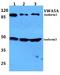 Von Willebrand Factor A Domain Containing 5A antibody, A13975-1, Boster Biological Technology, Western Blot image 