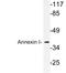 Annexin A1 antibody, LS-B12545, Lifespan Biosciences, Western Blot image 