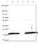 Ubiquitin Conjugating Enzyme E2 L3 antibody, NBP2-49367, Novus Biologicals, Western Blot image 